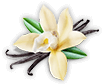 Vanilla Bean Flavor Vanilla Bean Flavor